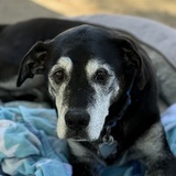 Entry image for Pete