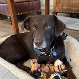 Entry image for Otter