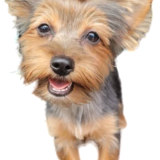 Entry image for Daisy Mae Bear