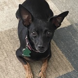 Entry image for Roxie