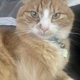 Entry image for Lucy