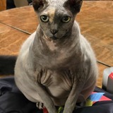 Entry image for Fluffy