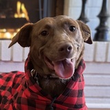 Entry image for Orphan Annie, the 3-Legged Pup!