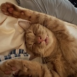 Entry image for Cheeto 