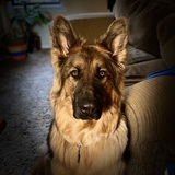 Entry image for Jake the Scrapper Von Westervelt.    "Jake" for short