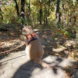 Entry image for Momo