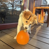 Entry image for Forrest