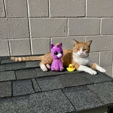 Entry image for Snugly-Bugly 🐱