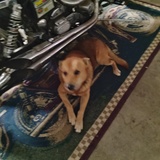 Entry image for Harley 