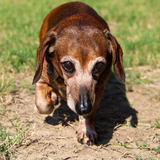 Entry image for Lily