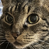 Entry image for Tempe