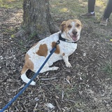 Entry image for Baxter Watashe 