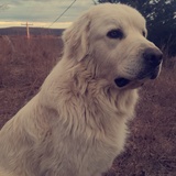 Entry image for Ghost