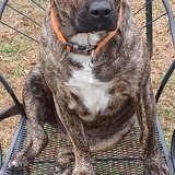 Entry image for Shilup