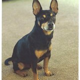 Entry image for Milo