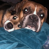 Entry image for Ladybird and Tripp