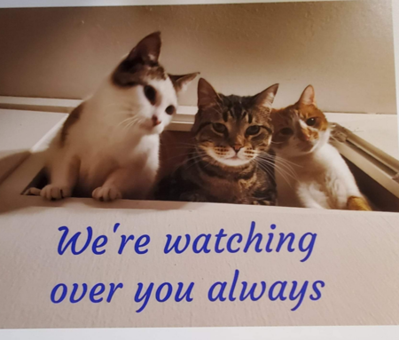 Entry image for Luna Houdini Samson. Clicking this image will show a larger photo