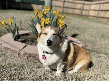 Entry image for Lucy. Clicking this image will show a larger photo