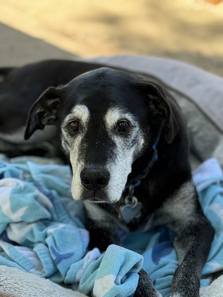 Entry image for Pete. Clicking this image will show a larger photo