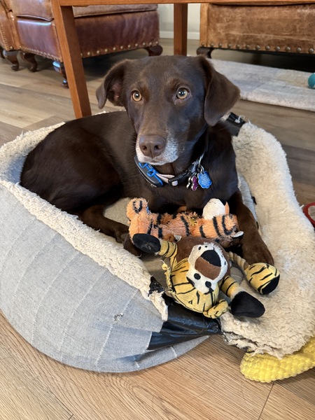 Entry image for Otter. Clicking this image will show a larger photo