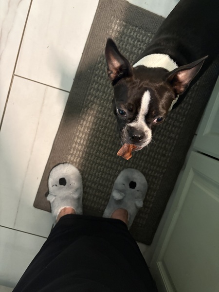 Entry image for Lulu . Clicking this image will show a larger photo