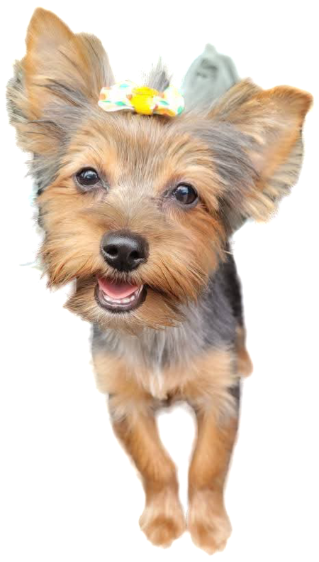 Entry image for Daisy Mae Bear. Clicking this image will show a larger photo