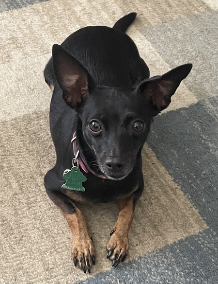 Entry image for Roxie. Clicking this image will show a larger photo