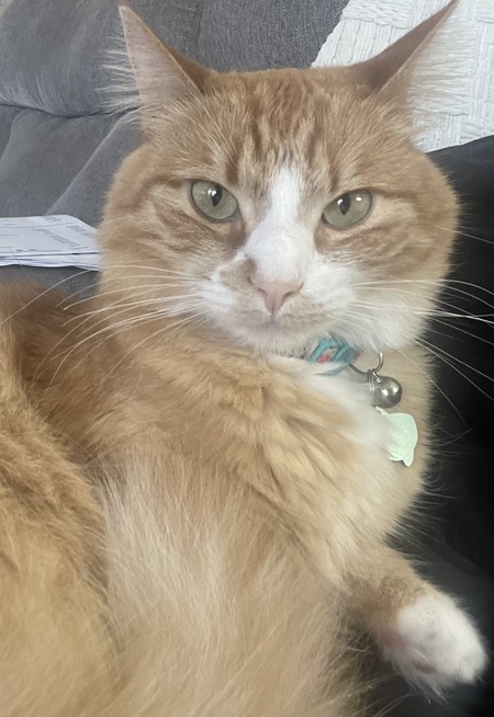 Entry image for Lucy. Clicking this image will show a larger photo