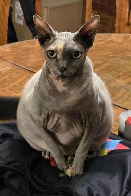 Entry image for Fluffy. Clicking this image will show a larger photo