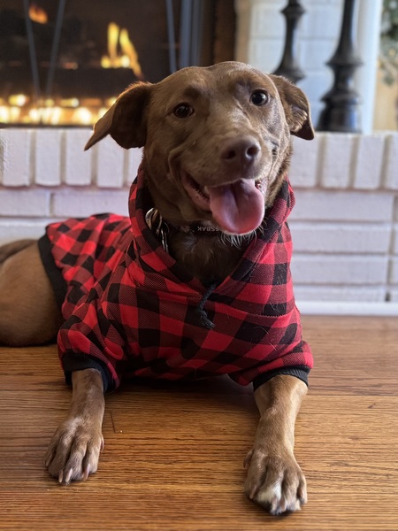 Entry image for Orphan Annie, the 3-Legged Pup!. Clicking this image will show a larger photo