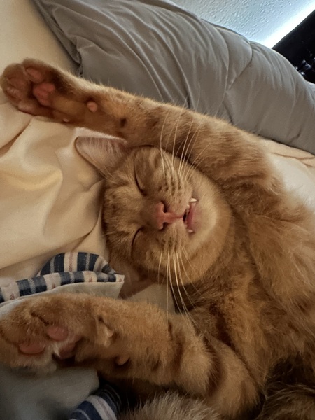 Entry image for Cheeto . Clicking this image will show a larger photo