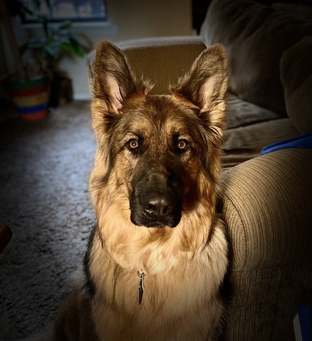 Entry image for Jake the Scrapper Von Westervelt.    "Jake" for short. Clicking this image will show a larger photo