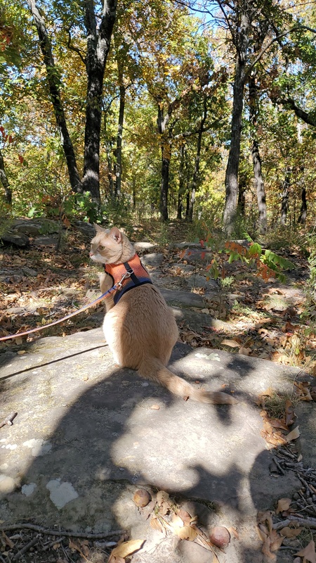 Entry image for Momo. Clicking this image will show a larger photo