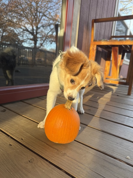 Entry image for Forrest. Clicking this image will show a larger photo