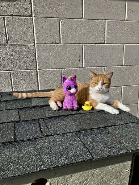 Entry image for Snugly-Bugly 🐱. Clicking this image will show a larger photo