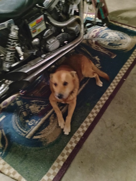 Entry image for Harley . Clicking this image will show a larger photo