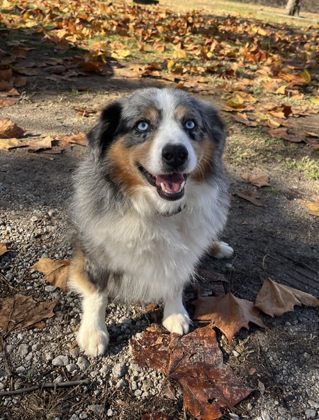 Entry image for Baylor. Clicking this image will show a larger photo