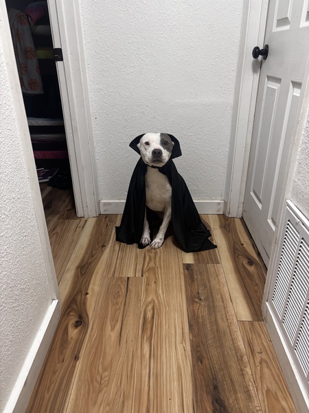 Entry image for Sally Mae (Mae-Mae) . Clicking this image will show a larger photo