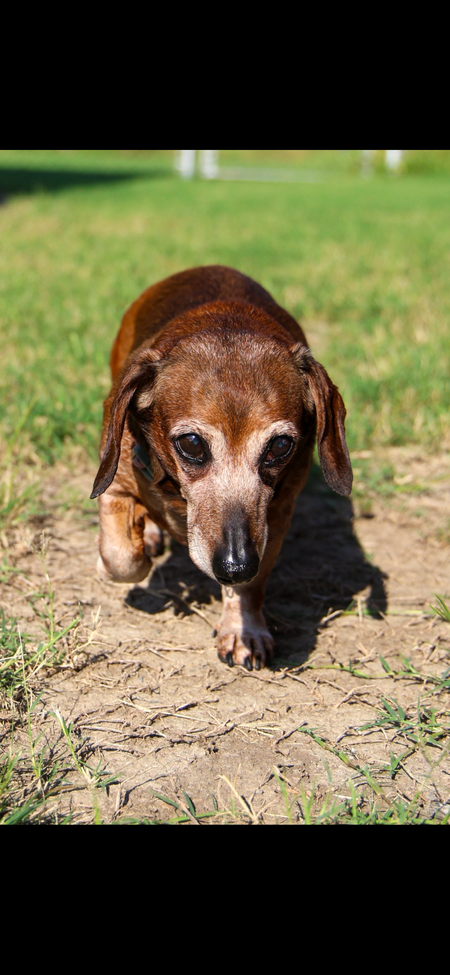 Entry image for Lily. Clicking this image will show a larger photo