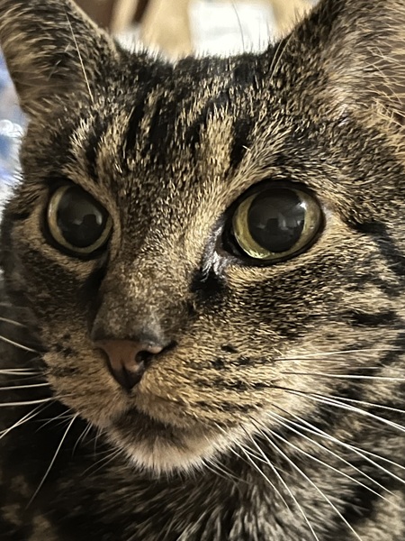 Entry image for Tempe. Clicking this image will show a larger photo