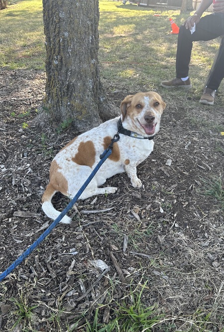 Entry image for Baxter Watashe . Clicking this image will show a larger photo