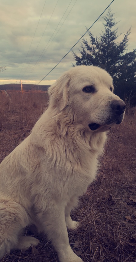 Entry image for Ghost. Clicking this image will show a larger photo