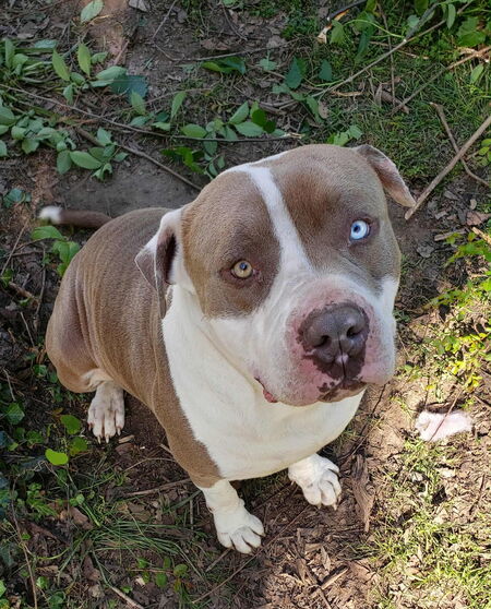 Entry image for Leo. Clicking this image will show a larger photo