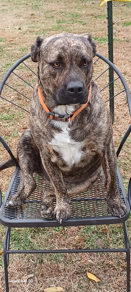 Entry image for Shilup. Clicking this image will show a larger photo