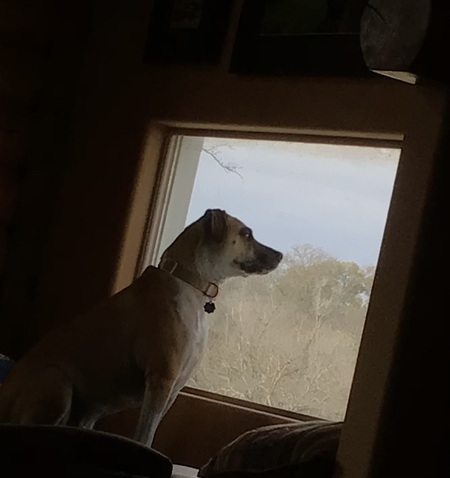 Entry image for Millie. Clicking this image will show a larger photo