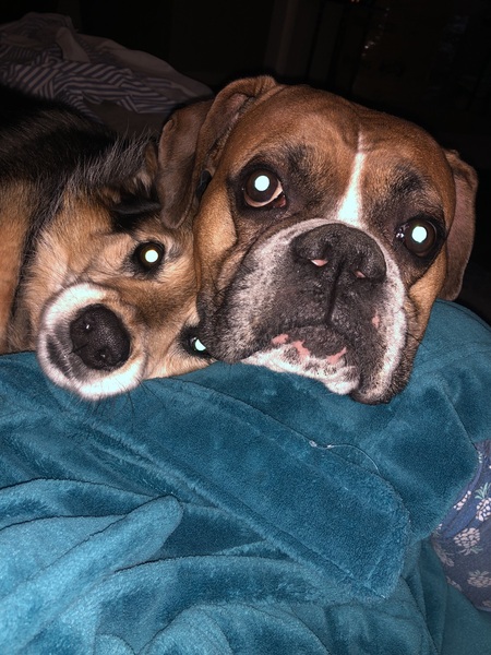 Entry image for Ladybird and Tripp. Clicking this image will show a larger photo