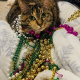 Entry image for Milkshake 'Millie'