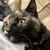 Entry image for Beignet 'Bennie'