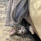 Entry image for Cannoli 