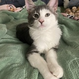 Entry image for Gator